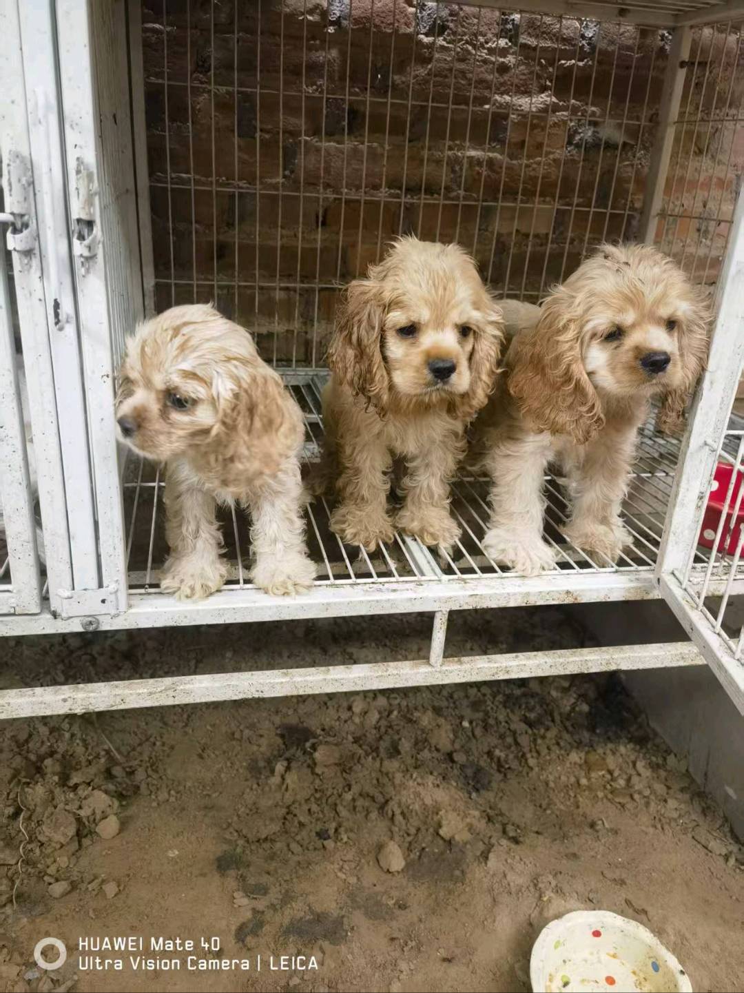 狗狗美国可卡犬