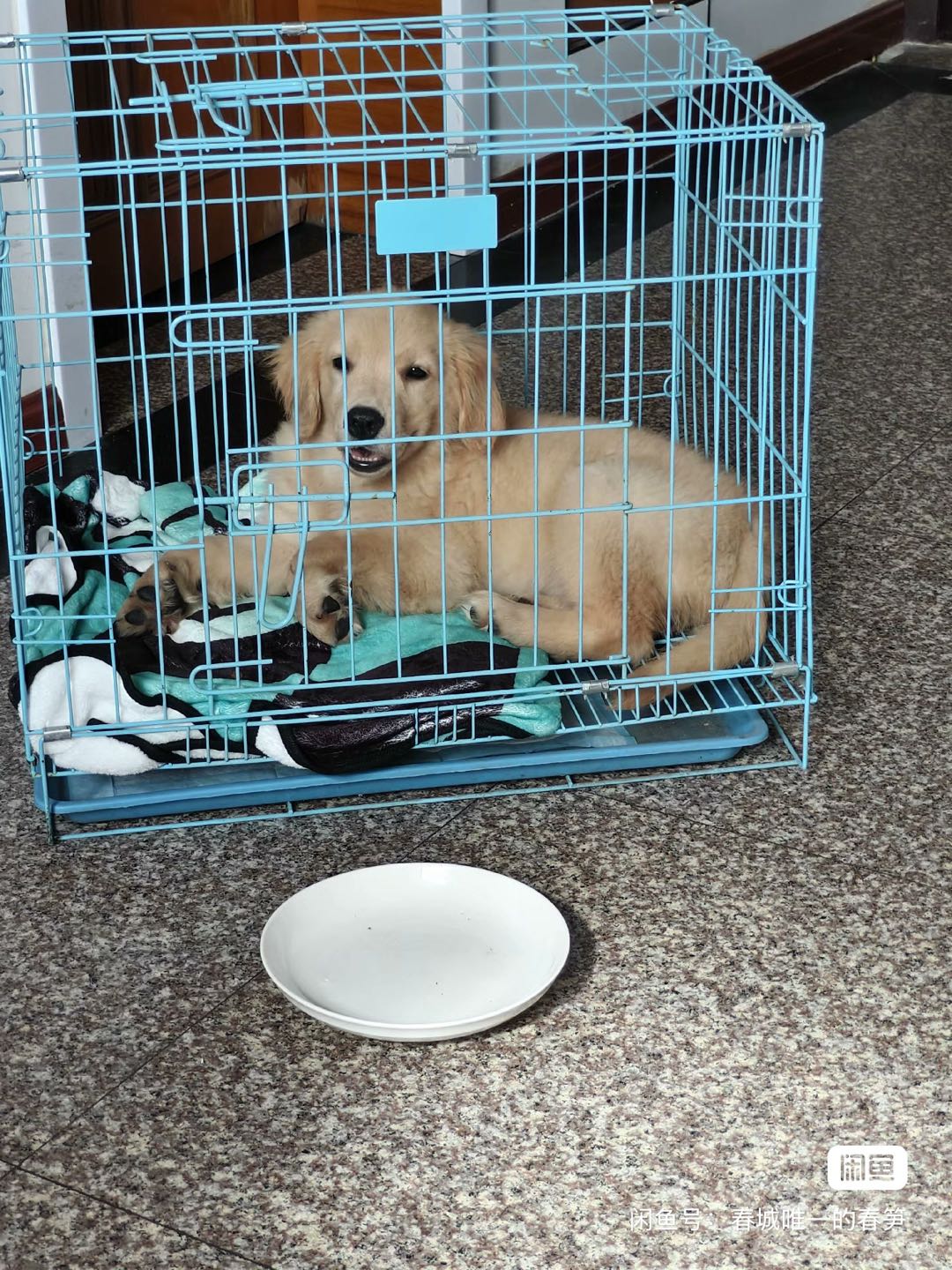 狗狗金毛犬