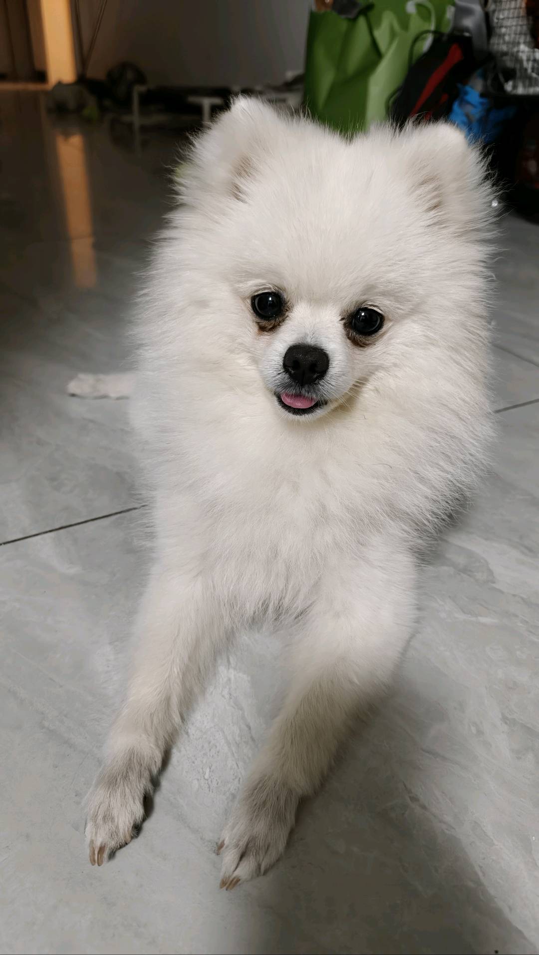 狗狗萌宠档案