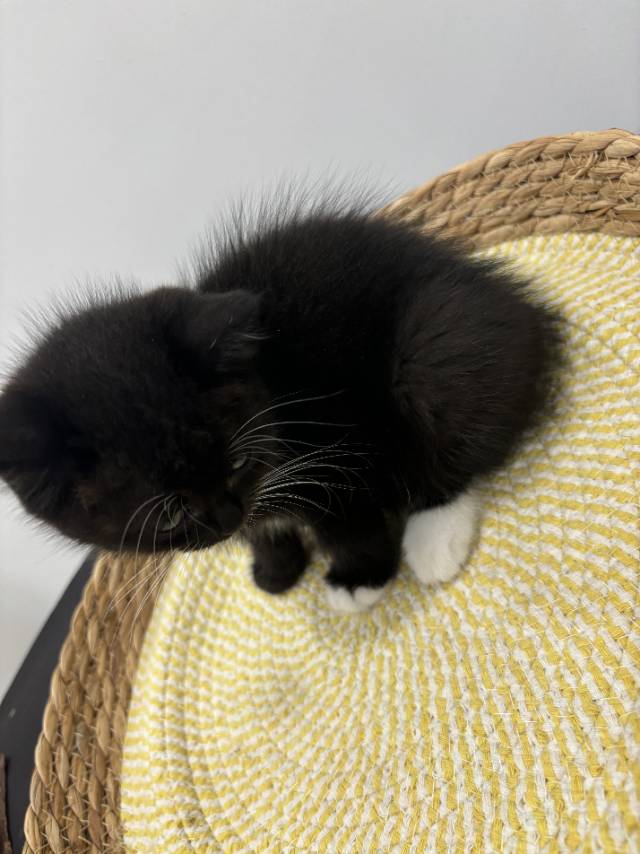 猫猫（英国短毛猫）