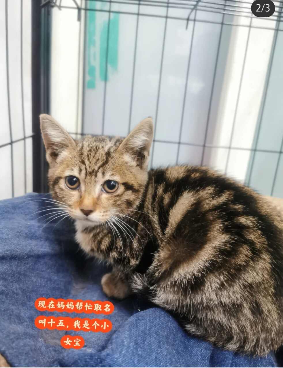 捡回的狸花小奶猫，免费领养