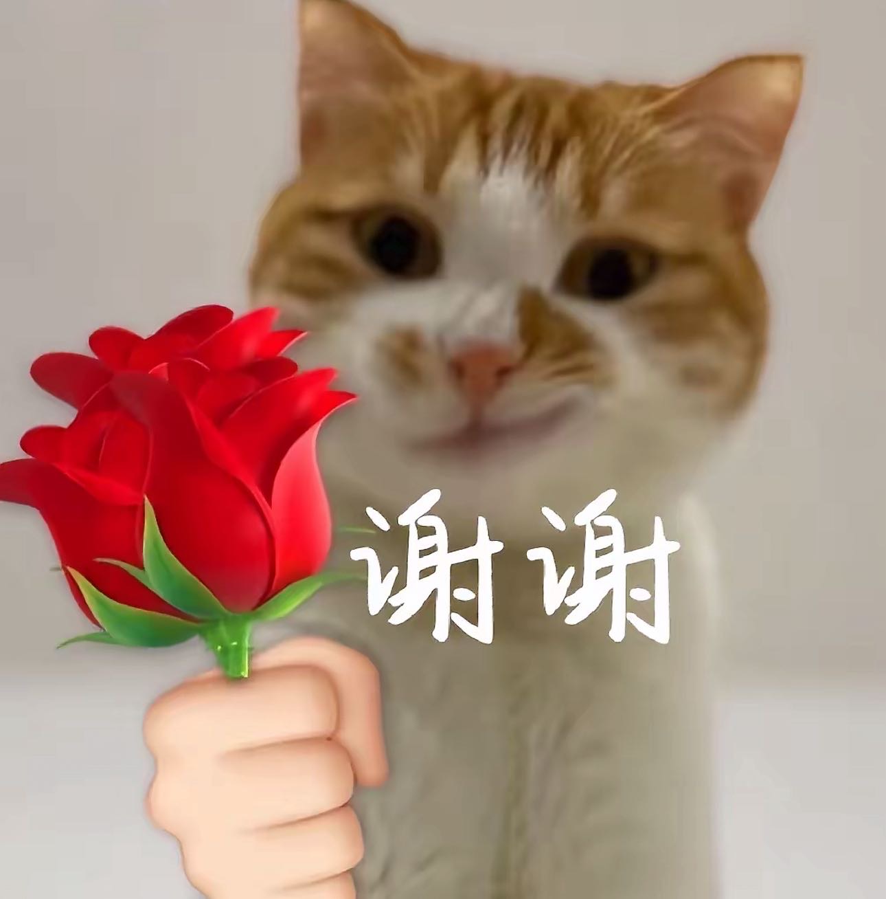 我非常喜欢小猫小狗 但是房东不让养 所以想帮大家遛狗溜猫 喂狗喂猫 我是好人哈哈哈 人不一定美 心一定善哒
长春**遛狗30/小时 溜猫*0/小时