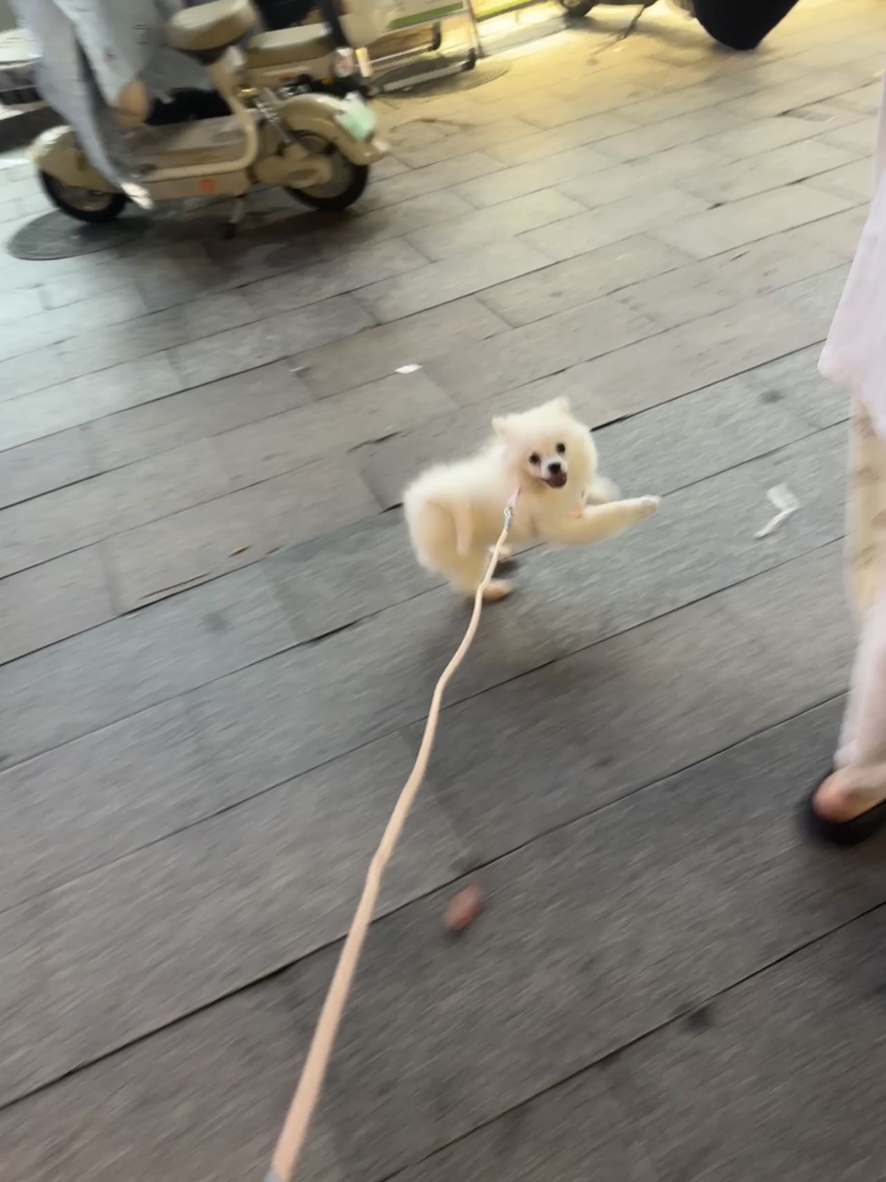自家养五个月博美三针疫苗全齐因个人特殊原因急出诚心想要价格可小幅度商量