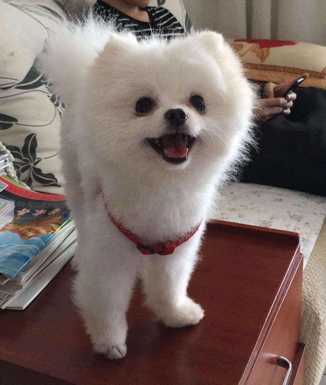 狗狗萌宠档案