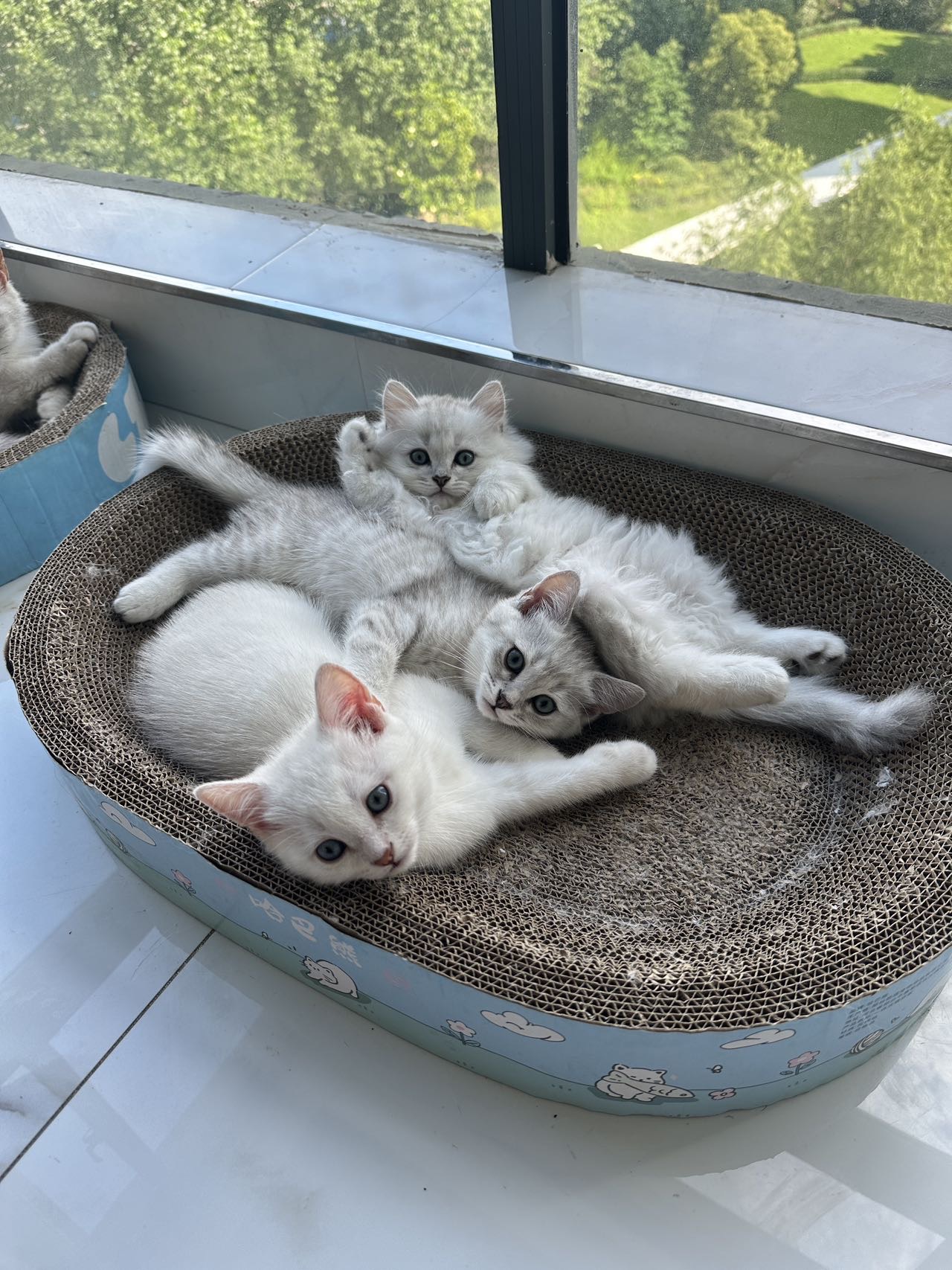 猫猫银渐层