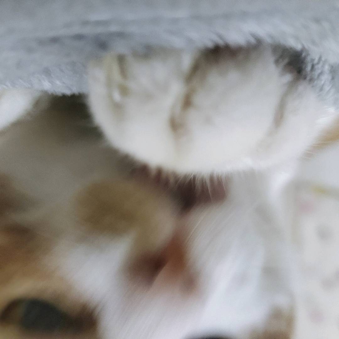 两岁橘色麒麟猫，因本人身体不好，无法照顾，想找一名愿意养的铲屎官～
地址：广州天河
看上的私聊，谢谢