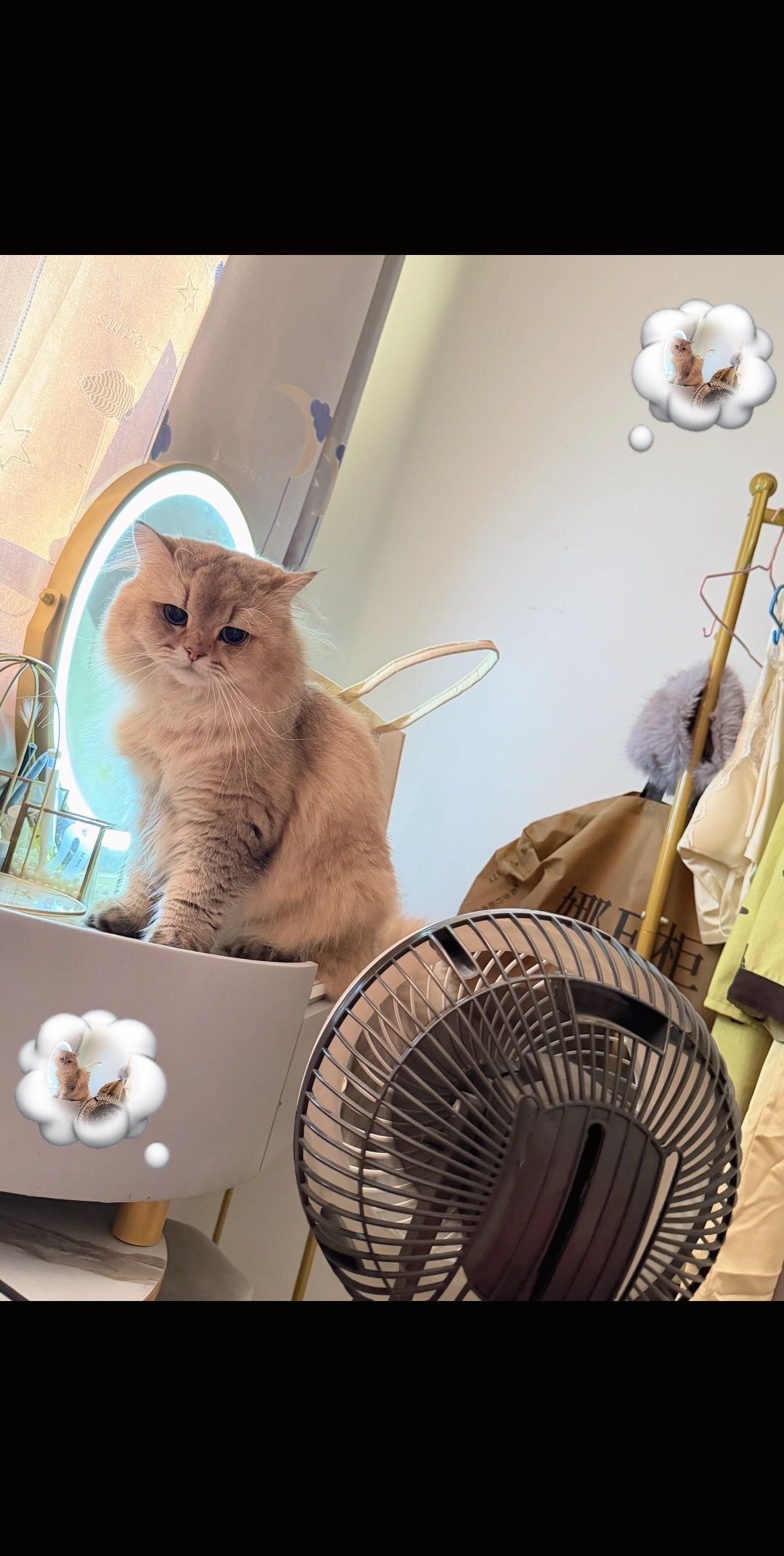 猫猫萌宠档案