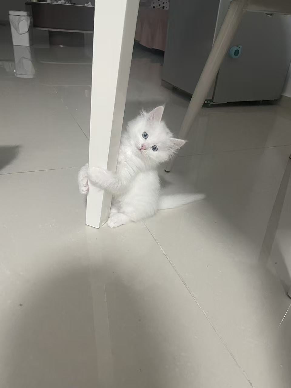 自己家猫咪生的 性格乖张 会用猫砂 会吃猫粮 押金300 半年正常在养没有虐待没有弃养 押金全退