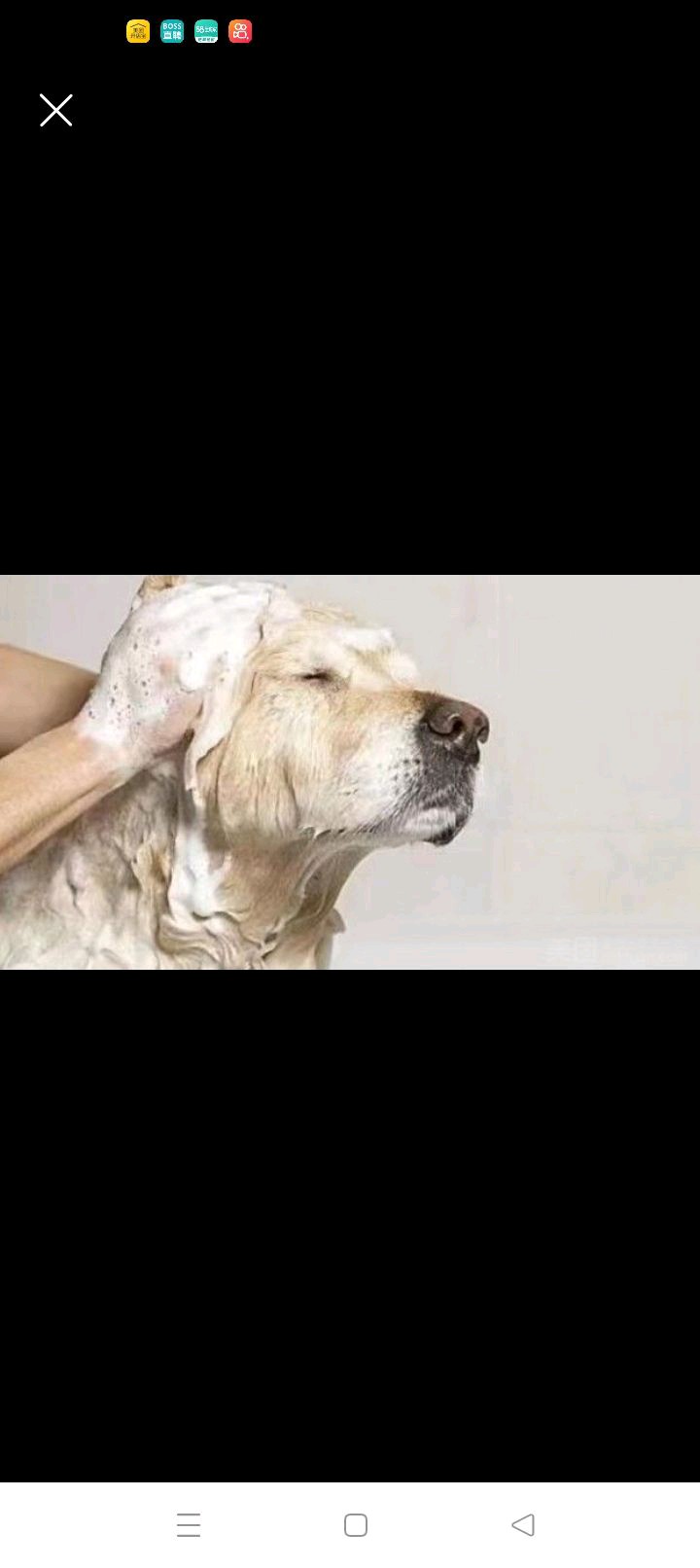 狗狗洗护普洗