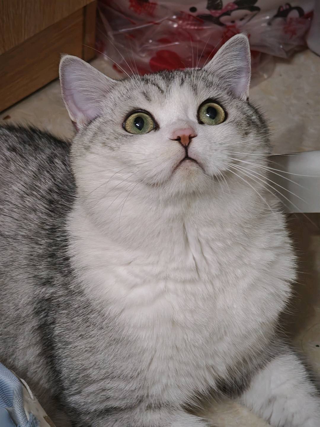 猫猫萌宠档案